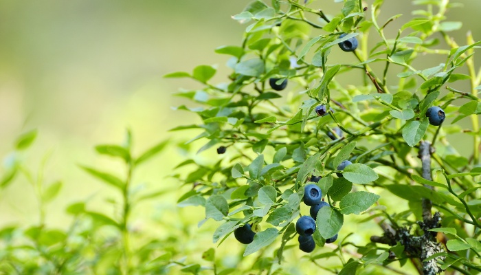 Branches of a blueberry bush with ripe fruit ready to be picked.