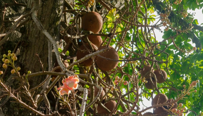 Brazil nuts maturing on the tree with one orange flower visible.