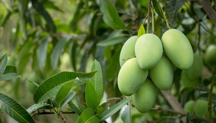 A bunch of green mangos maturing on a healthy mango tree.