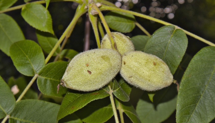 Three nuts growing on a butternut tree.