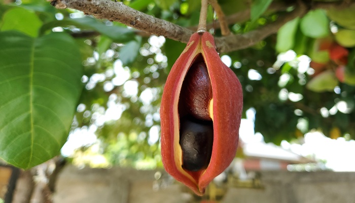 A seedpod with two nuts hanging on a Chinese chestnut tree.