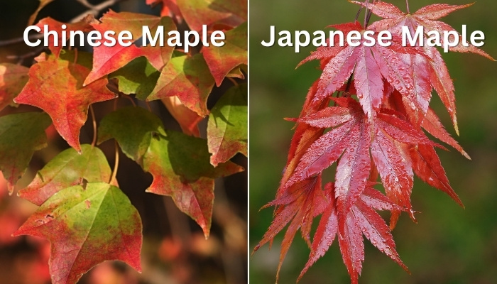 Chinese maple vs. Japanese maple
