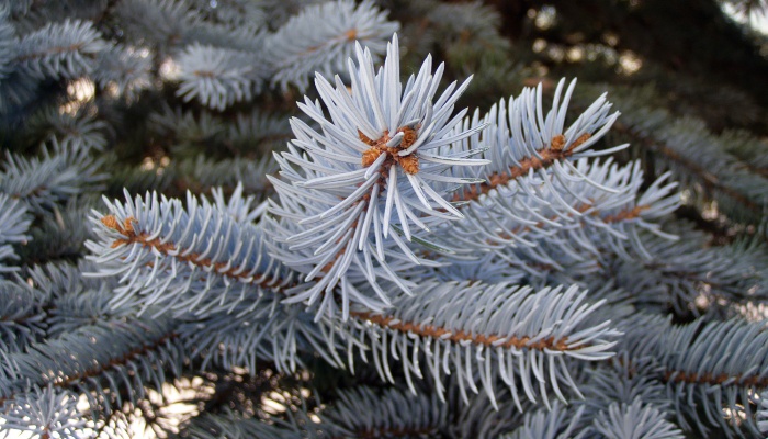 The branches of a Colorado blue spruce tree up close.