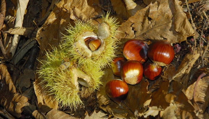 Chestnuts both in and out of the shell lying on the forest floor.