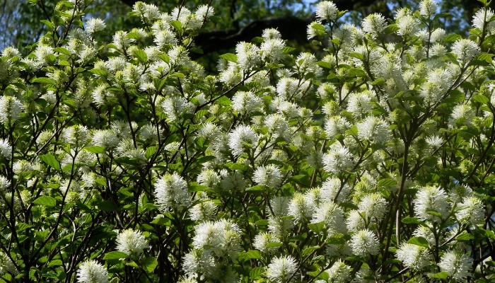 A fothergilla shrub in full bloom on a sunny day.