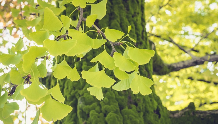 The trunk and foliage of a ginkgo biloba tree.
