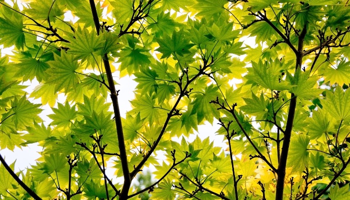 Looking up into the canopy of a green Japanese maple.