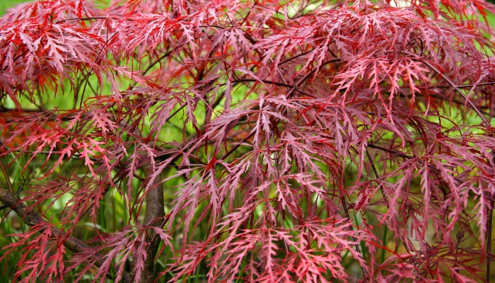 A close look at a laceleaf Japanese maple with purple-red leaves.