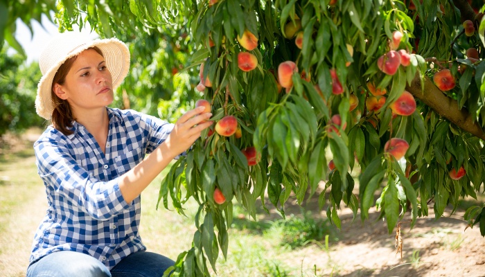 A lady in an orchard picking fresh peaches.