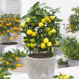 Shop Limequat Citrus Trees Online | FastGrowingTrees