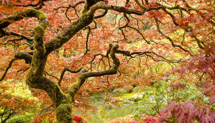 A large Japanese maple tree with moss growing on the trunk.
