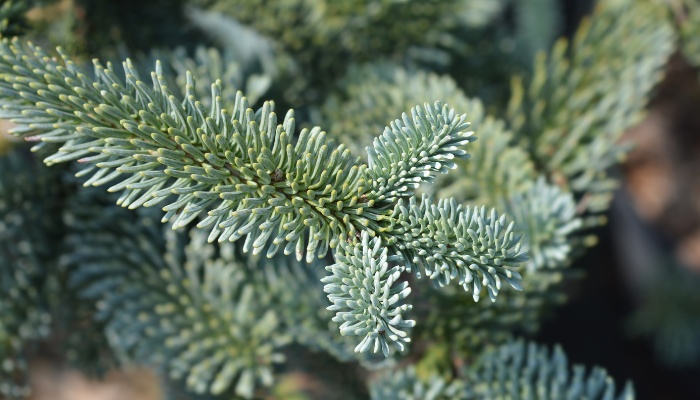 The branches of a Noble fir tree up close.