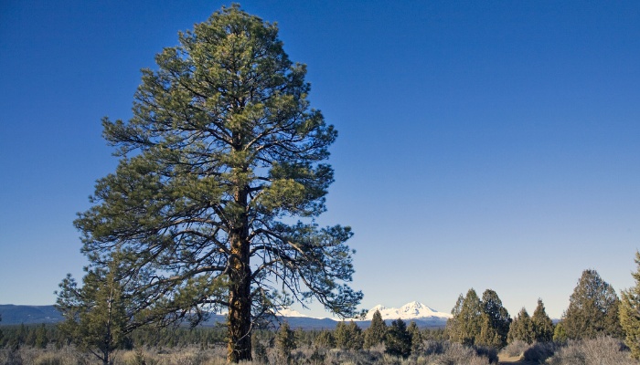 A mature ponderosa pine tree beside a dirt road.