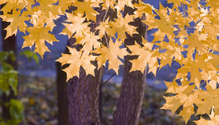 A Shantung maple tree with golden fall foliage.
