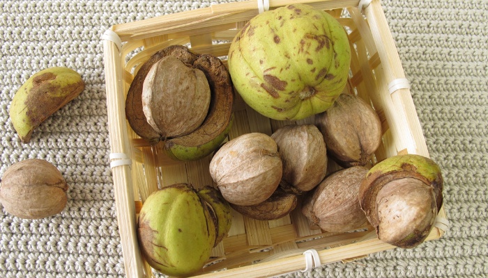 A basket of freshly harvested shellbark hickory nuts.
