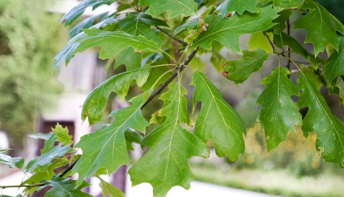 A close look at the foliage of a Shumard oak tree.