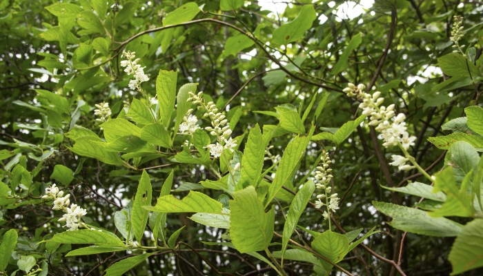 A close look at a sweet pepperbush in full bloom.