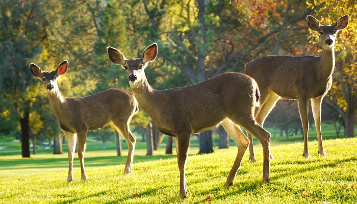 Three deer standing on green grass with a variety of trees visible in the background.