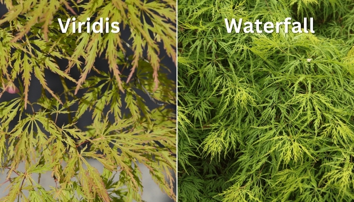 Viridis vs. Waterfall Japanese maple