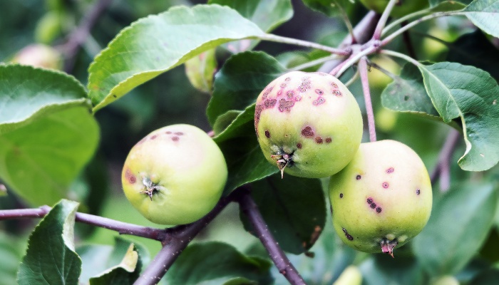 Three apples on the tree affected by apple scab.