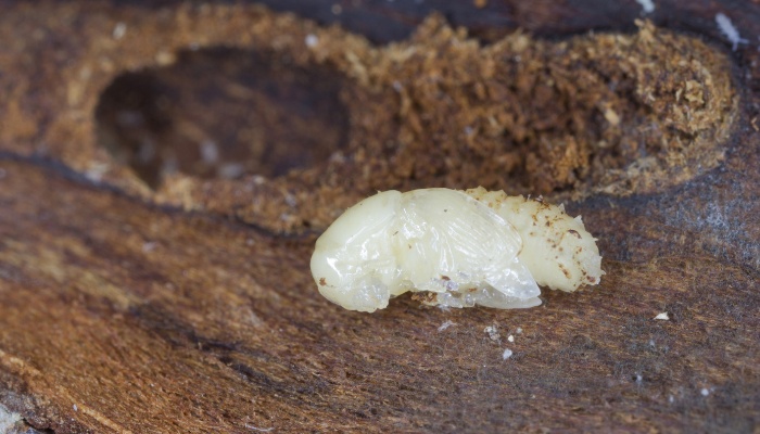 The grub of an apple tree borer and the damage to the tree trunk.