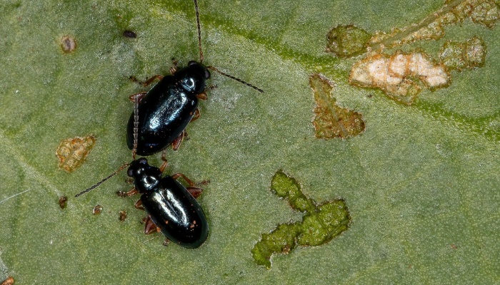 Two black flea beetles and excrement on a green leaf.
