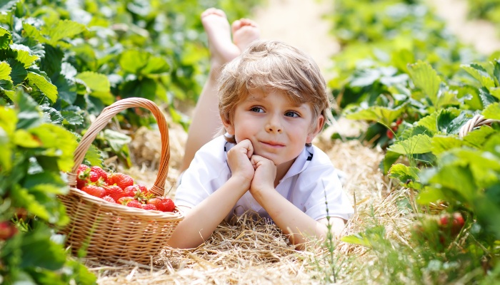 A young boy lying on his stomach in a strawberry field with a full basket of berries beside him.