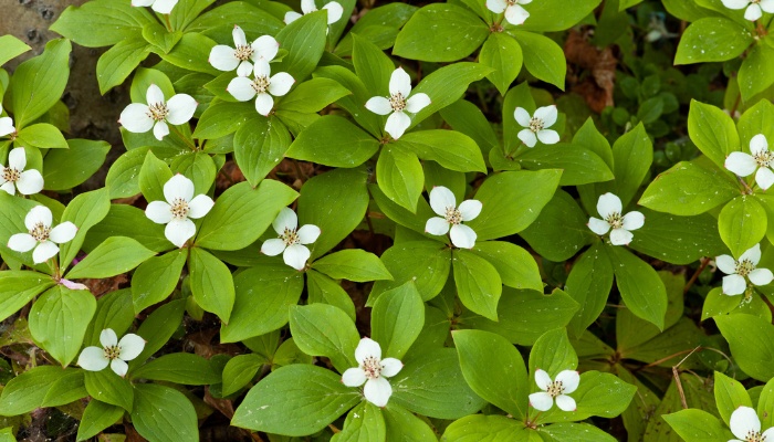 A Bunchberry dogwood shrub in full bloom.