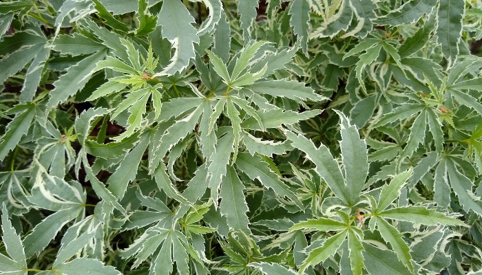 A close look at the foliage of a Butterfly Japanese maple tree.