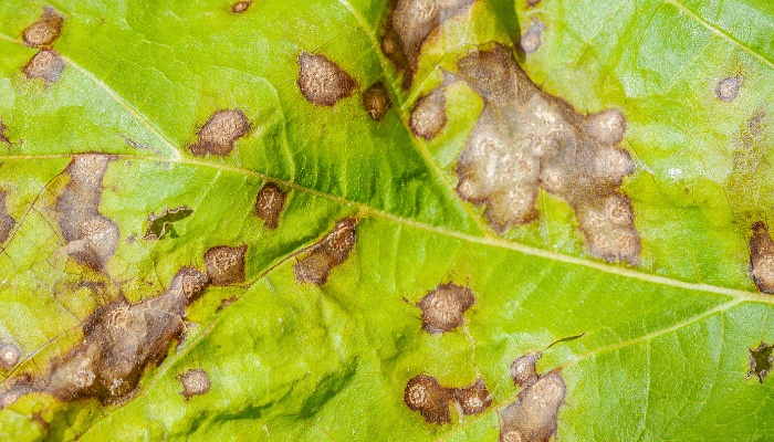 Evidence of Cercospora leaf spot disease on tree leaf.