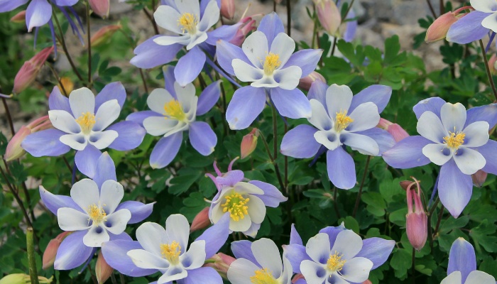 Light-blue Columbine flowers blooming happily.