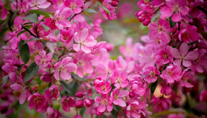Crabapple tree branches loaded with magenta flowers.
