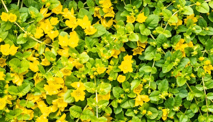 A creeping Jenny plant as viewed from above.