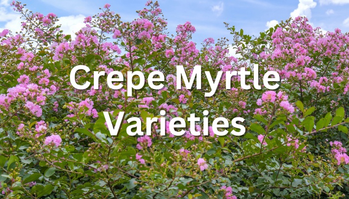 Purple crepe myrtles blooming with the text Crepe Myrtle Varieties.