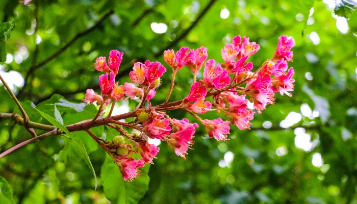 A crepe myrtle branch with pink flower panicle.
