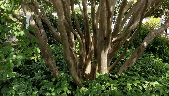 A large multi-trunk crepe myrtle surrounded by groundcover plants like hostas.