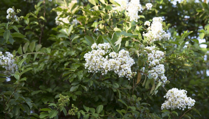 A crepe myrtle tree blooming with white flowers.