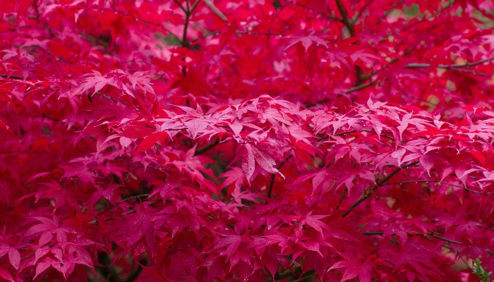 A full-screen view of the deep-red leaves of a Japanese maple tree.