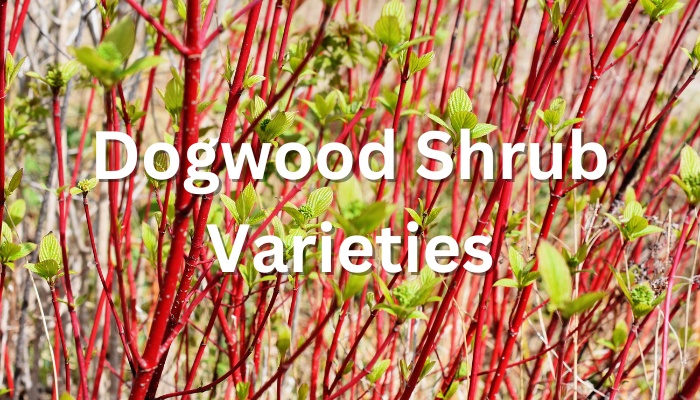 Red Twig dogwood stems with the text Dogwood Shrub Varieties.