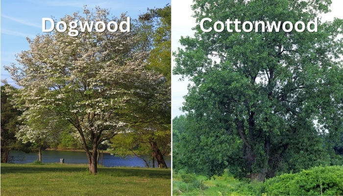 Dogwood vs. Cottonwood