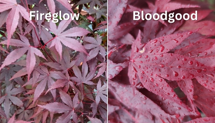 Fireglow vs. Bloodgood Japanese maple