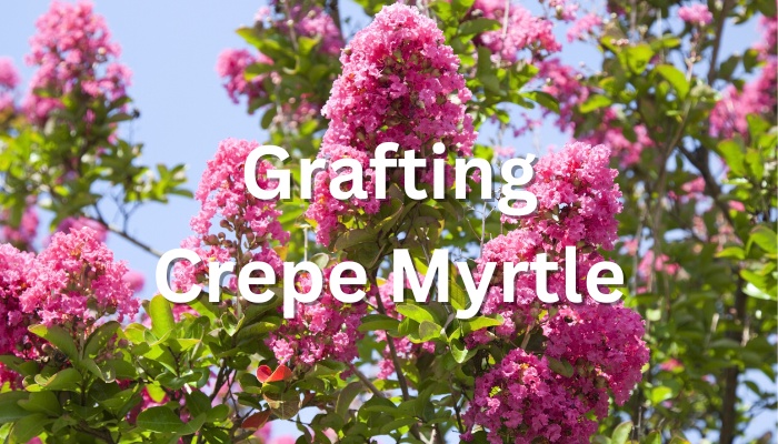 Pink crepe myrtle flowers with the text Grafting Crepe Myrtle.