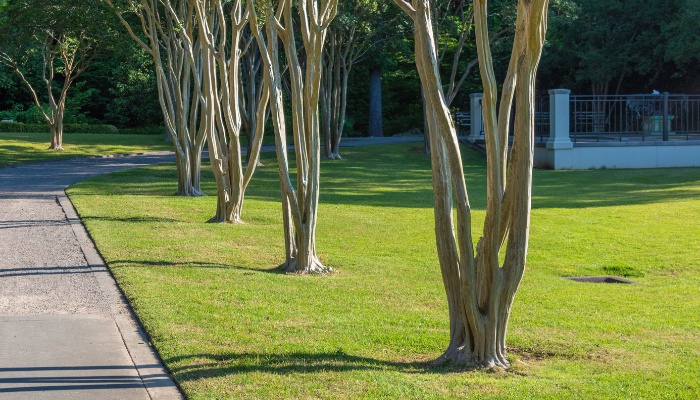 A row of crepe myrtles near a sidewalk with green grass growing right up to the trunks.