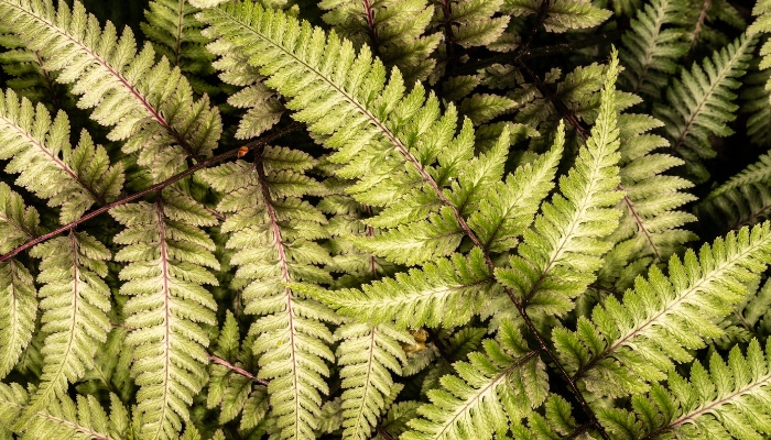 A close look at a green-and-white Japanese painted fern.