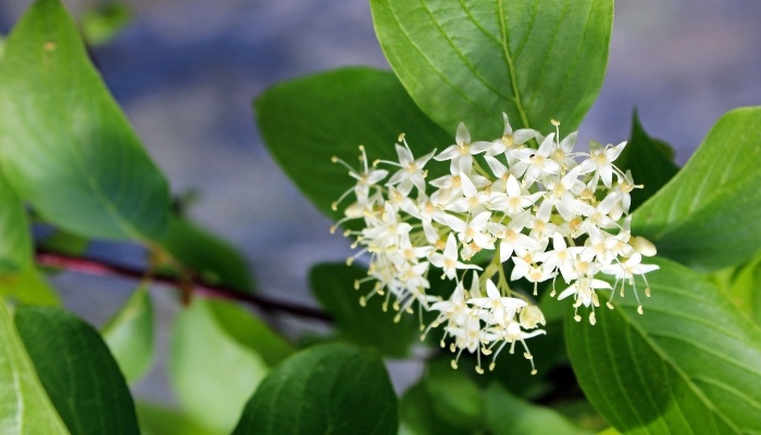 The foliage and blooms of Isanti dogwood.