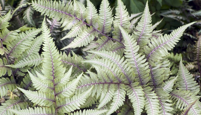 Silvery leaves of a Japanese painted fern.