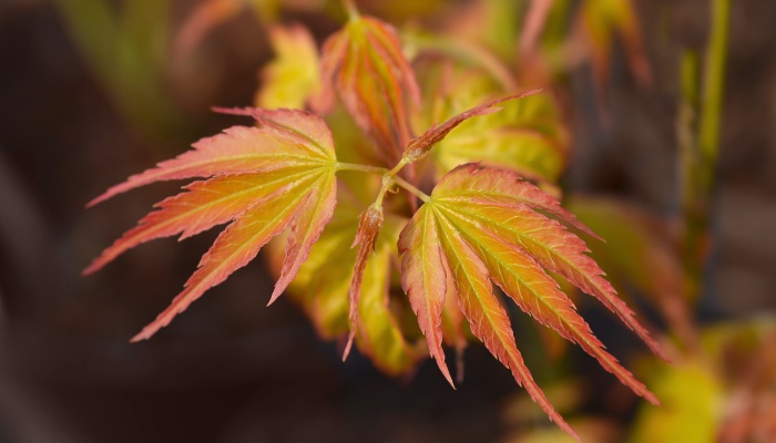 A close look at new spring leaves on a Katsura Japanese maple tree.