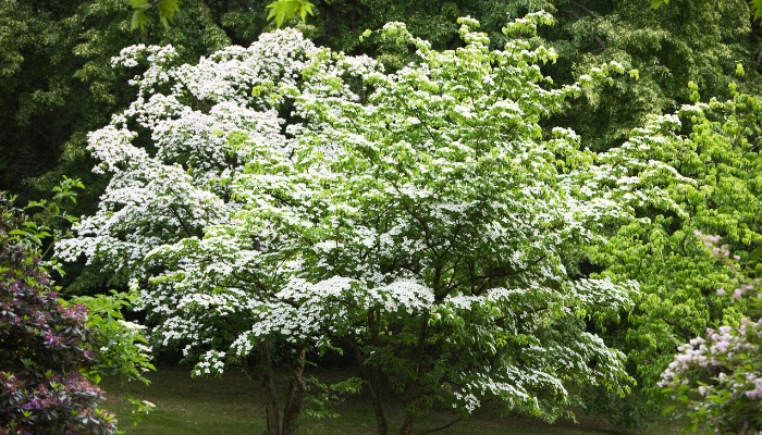 A mature Kousa dogwood tree flowering in spring.