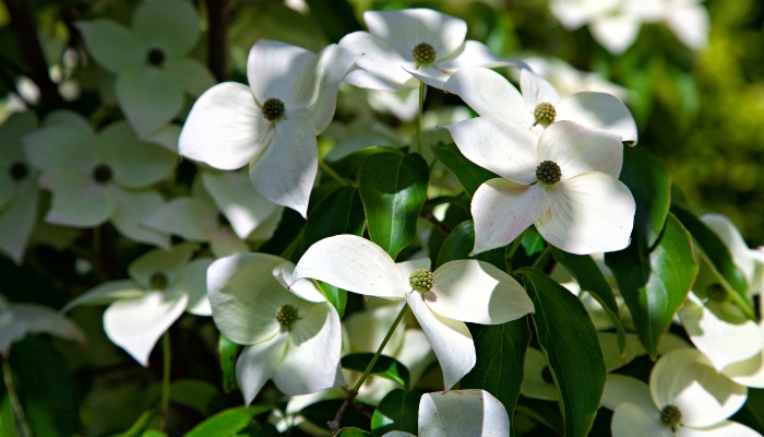 A Kousa dogwood blooming happily.