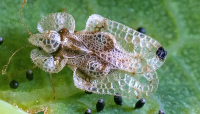A close look at a lacebug on a green leaf.